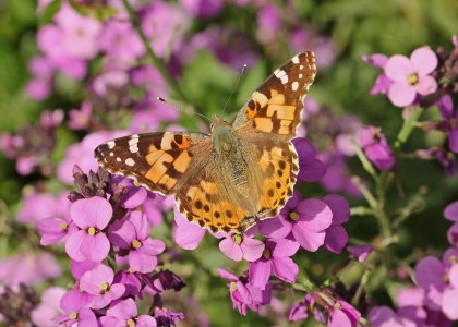 Painted Lady Vanessa cardui, Alan Prowse